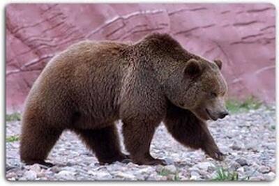 آب‌تنی خرس قهوه‌ای در پارک ملی صیدوای سمنان | ویدئو