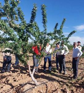 بررسی روند احداث تنها باغ مادری درختان سردسیری و خشک فارس در نی‌ریز
