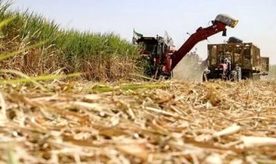 استفاده از پسماندهای کشاورزی برای خوراک دام/ سالانه 2.5 میلیون تن سرشاخه‌های نیشکر