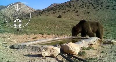 آب‌تنی خرس قهوه‌ای در پارک ملی صیدوای سمنان + فیلم