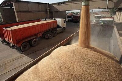 خریداری بیش از ۵۰ هزار تن گندم از کشاورزان سیستان و بلوچستان