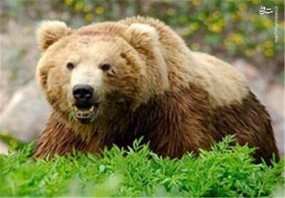 فیلم/ آب‌تنی خرس قهوه‌ای در پارک ملی صیدوای سمنان
