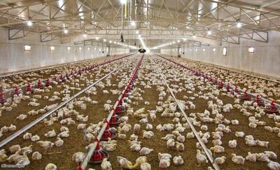 رشد ۲۹ درصدی جوجه ریزی در واحدهای پرورش مرغ استان قزوین
