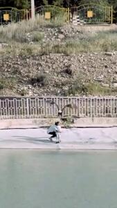 لحظه ترسناک حمله عقاب غول‌پیکر برای شکار یک کودک در ایران؛ نجات در لحظه آخر!+ویدیو