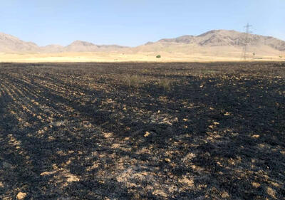 آتش سوزی هولناک مزارع کشاورزی در سرپل ذهاب + فیلم