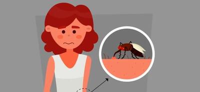 پشه های مزاحم فصلشون رسیده | چند راهکار طبیعی و ارزان برای دور کردن پشه ها از محیط زندگی