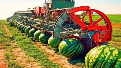 کشاورزی غول پیکر؛ با تجهیزات نوین و روش های جدید هندوانه عمل  میارن اندازه بالن