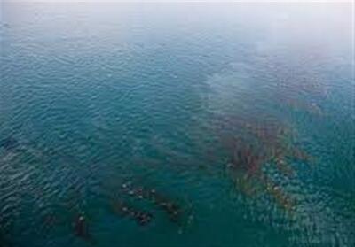 آلودگی نفتی دریای عمان پاکسازی شد + فیلم - تسنیم