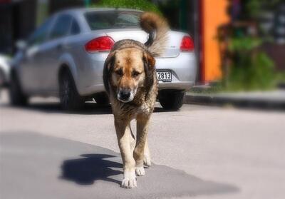 تجربه ترکیه در مبارزه با مزاحمت سگ‌های خیابانی - تسنیم