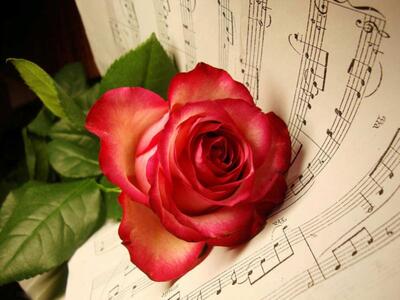 عکس پروفایل گل زیبا و جذاب ۱۴۰۳ برای انواع شبکه های اجتماعی