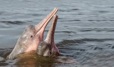 نجات دلفین صورتی و بچه‌اش پس از وقوع سیل (فیلم)