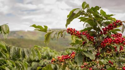 دانستنی‌های جذاب در مورد قهوه: سفری به دنیای قهوه و خواص شگفت‌انگیز آن