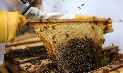 معافیت محصولات زنبورعسل از مالیات بر ارزش‌ افزوده