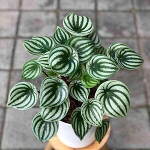 پیرومیا هندوانه ای، گیاهی زیبا و خاص برای آپارتمان