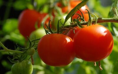 معرفی بهترین کود برای درشتی گوجه فرنگی + افزایش تناژ گوجه