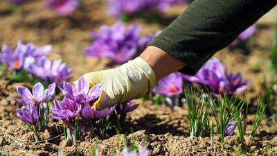 جزئیات بزرگترین عرضه زعفران در بورس کالا