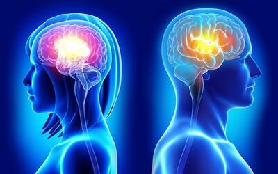 هوش مصنوعی تفاوت‌های مغز مردان و زنان را بیان کرد