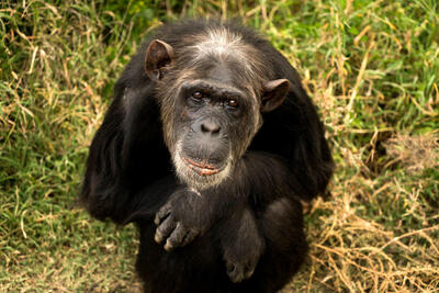 (عکس) شامپانزه عزاداری که ۳ ماه است نوزاد مرده‌اش را با خود حمل می‌کند