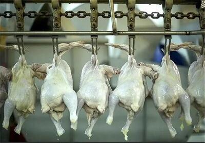 جریمه میلیاردی چهار کشتارگاه هرسین برای عرضه خارج از شبکه مرغ