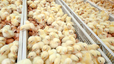 جوجه‌ریزی در مرغداری‌های استان بوشهر ۵۸ درصد افزایش یافت