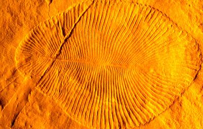موجودات پیچیده و عجیب روی زمین در ۵۰۰ میلیون سال پیش
