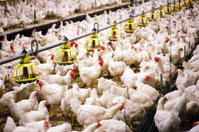 ارتقاء تولید گوشت مرغ به ۵۸ هزارتن در سیستان‌وبلوچستان تا پایان امسال
