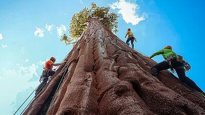درختان پهن پیکر؛ بزرگ و بلند ترین درخت دنیا که بالا رفتن ازش صبح تا ظهر طول میکشه