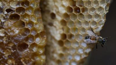 معافیت محصولات زنبورعسل از مالیات بر ارزش‌ افزوده