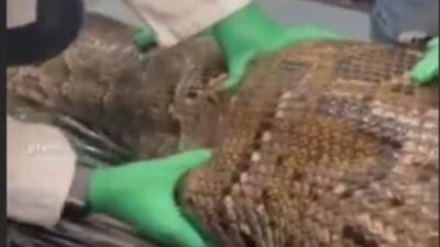 یک تمساح کامل از شکم مار پیتون برمه‌ای در فلوریدا خارج شد