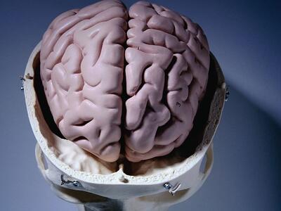 آیا مغز انسان قدرت تغییر دارد؟