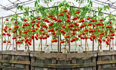 با این روش ساده، گوجه فرنگی‌هایتان را در گلدان بکارید (فیلم)