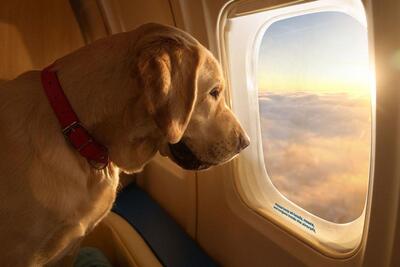شیوه جالب انتقال حیوانات خانگی به داخل هواپیما (فیلم)