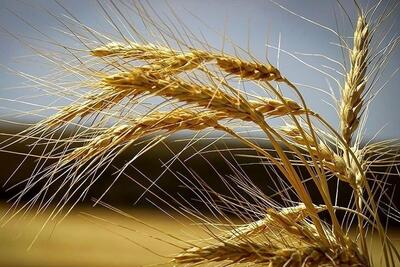 خرید بیش از ۱۲ هزار تن گندم در شهرستان کهگیلویه/ پیش‌بینی برداشت ۶۰ هزار تنی گندم