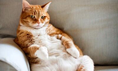 وقتیکه گربه چاق هم دوست نداره ورزش کنه + فیلم