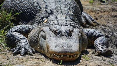شکار غول پیکرترین تمساح جهان در برزیل + فیلم