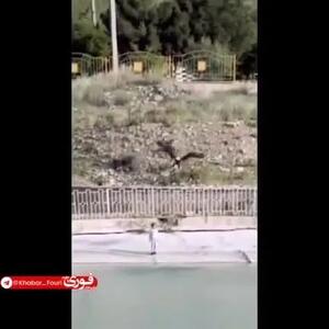 ببینید| حمله عقاب به یک کودک در ایران!