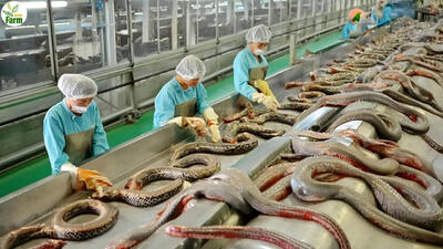 (ویدئو) فرایند فرآوری گوشت مار در یک کارخانه بزرگ در شرق آسیا