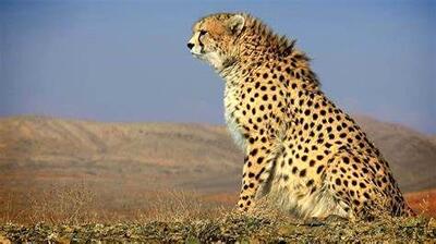 ۷۵ گونه جانوری ایران در لیست «سرخ» انقراض