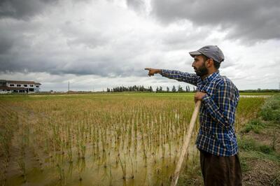 هشدار هواشناسی: تداوم بارندگی‌ها و خسارت به محصولات کشاورزان