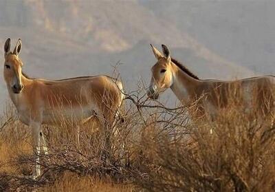 (ویدئو) تولد گورخر ایرانی در پارک ملی کویر سمنان