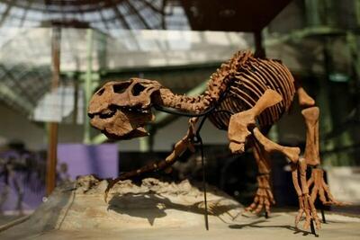 این فسیل چینی، تکامل پوست دایناسورهای پردار را نشان می دهد