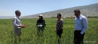 تشدید مبارزه با بیماری برگی مزارع گندم شیراز