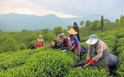 برداشت بیش از ۵۰ هزار تن برگ سبز چای از باغ‌های شمال کشور