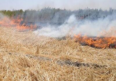 تشکیل پرونده قضایی برای آتش‌سوزی مزارع ایذه