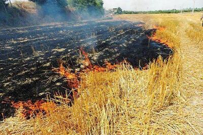​آتش زدن مزارع پس از برداشت محصول باور غلط و ضرورت راهکارهای حقوقی و تشویقی مسئولان