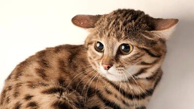 کوچکترین گربه و خطرناک ترین گربه جهان را ببینید