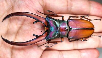 سوسک گوزنی غول‌پیکر؛ یکی از بزرگترین حشرات جهان+ تصاویر