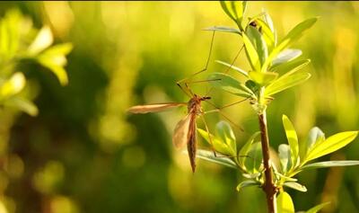 معجزه این ۸ گیاه برای دور نگه داشتن پشه‌ها از محیط خانه