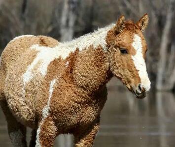 گرانترین نژاد جالب اسب مو فرفری! + ویدیو
