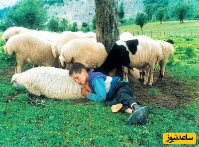 نگاهی به کوچکترین و ماهرترین چوپان ایرانی که هنوز 7 ساله هم نشده اما...؛ از چراندن 500 گوسفند تا چیدن پشم شان+ ویدیو